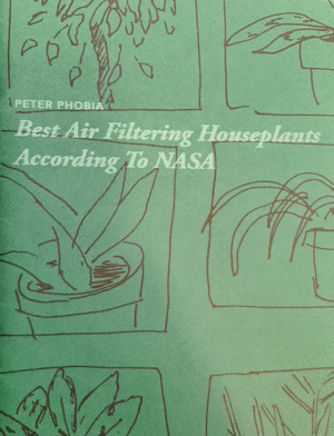 BEST AIR FILTERING HOUSEPLANTS ACCORDING TO NASA